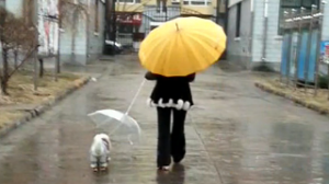 雨天遛狗 主人小狗都撑伞