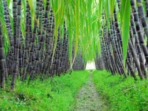 国家支持广西双高糖料蔗基地建设-广西网视