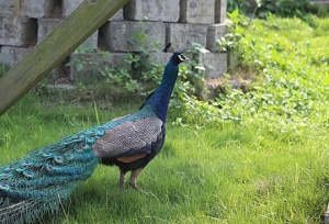 ̨̽ũҵ԰ ˼ſڵġ顱