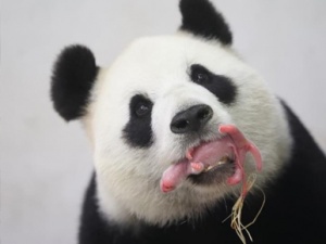 旅比利时中国大熊猫“好好”产仔