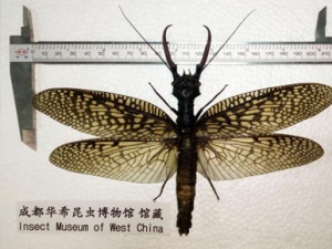 四川“怪虫”获颁吉尼斯世界纪录证书(图)