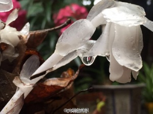 田峪发现“死亡之花”水晶兰