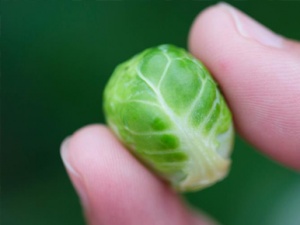 指尖上的“卷心菜”