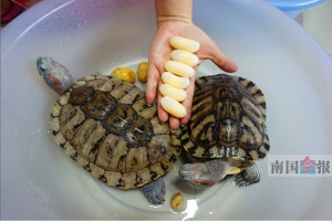 点击欣赏 点击欣赏