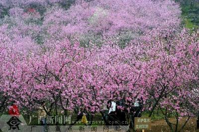 烂漫桃花等客来 桂林恭城第四届桃花节即将开幕