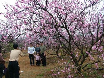 恭城桃花节--游人赏花