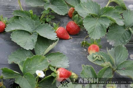 元旦假期 南宁近郊游农家乐摘草莓成热点
