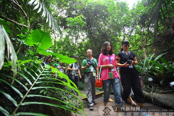 网记们漫步在热带雨林,感受自然的奇妙.广西新闻网记者 蒋卫龙 摄