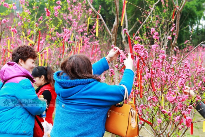 高清:青秀山上桃花开 市民纷纷许愿来(13/21)