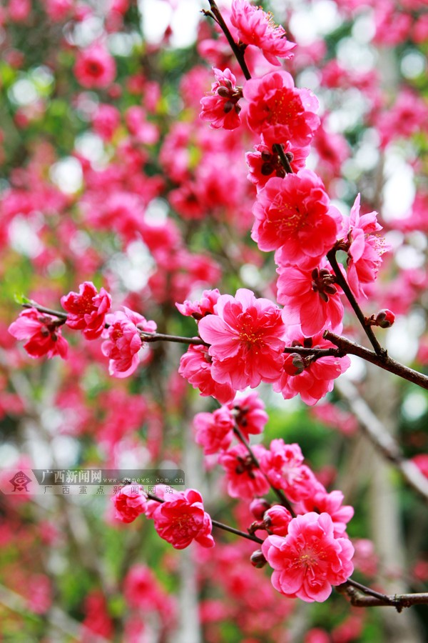 高清:青秀山上桃花开 市民纷纷许愿来(4/21)