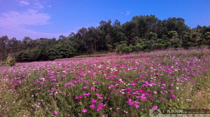 古镇看格桑花海