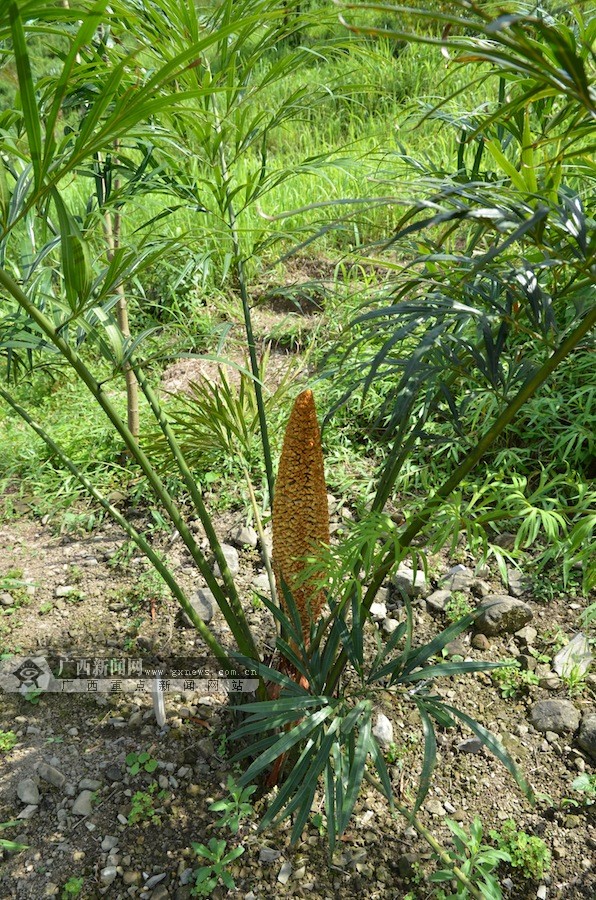 高清:植物"活化石" 广西德保苏铁成功回归自然(6/10)