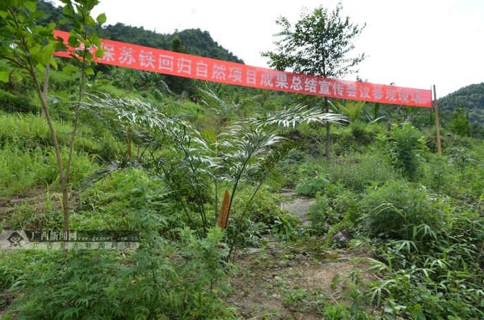 高清:植物"活化石" 广西德保苏铁成功回归自然(8/10)