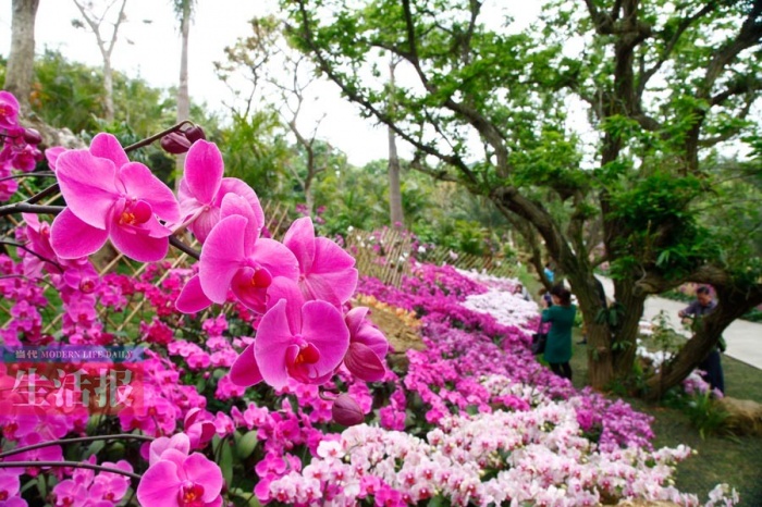 约会南宁青秀山一不小心就醉了 这里太美了[仲景产品、积分兑换、会员活动、仲景健康论坛]