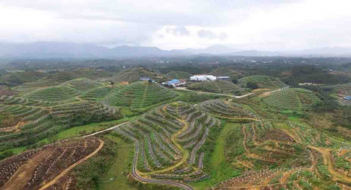 防城区:把火龙果产业做大