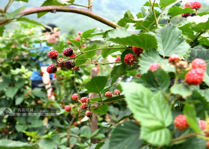 南丹种植"黑钻石"树莓拓宽群众致富路(组图)