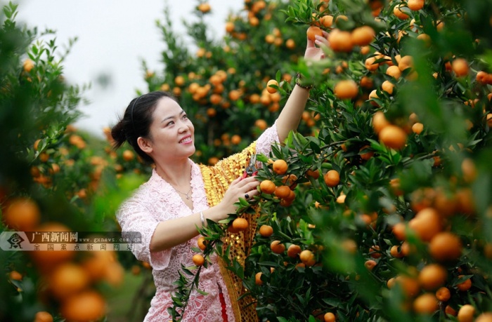 广西柳城:侨乡万亩蜜桔飘香