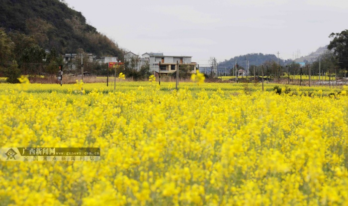 高清:柳州融安县3万余亩油菜花迎春开放