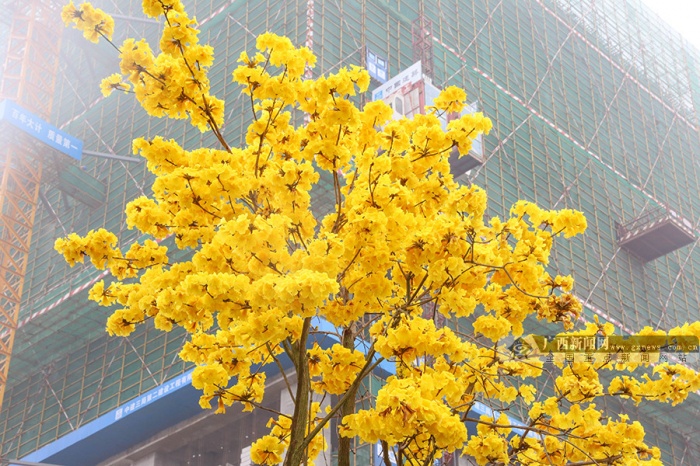 美疯了!黄花风铃邕城怒放 满城尽带"黄金甲"(图)