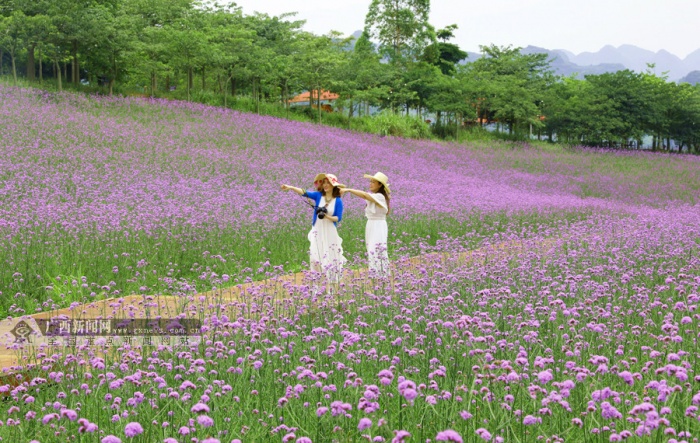 忻城1000余亩花海醉游人(组图(1/3)