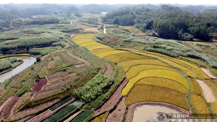 南宁市邕宁区:南华村稻香浓 贫困户喜开颜-广西新闻图集