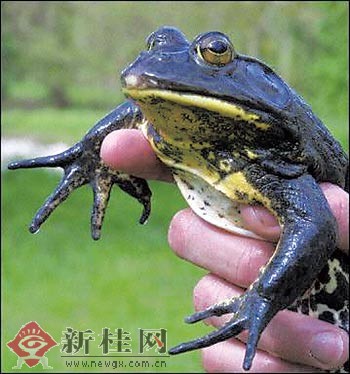 生物"恐怖分子"悄然入侵广西 罗非鱼亦是不祥之物