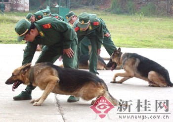 警犬正在表演匍匐前进.侯宇宁摄