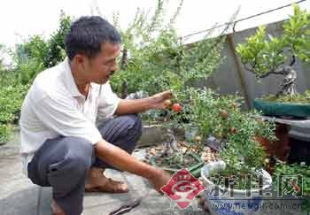 那几株雀梅有的根微露土面