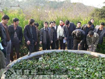 广西柳城走生态农业发展新模式 百姓得实惠[组