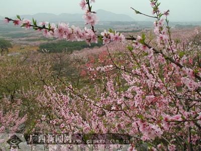 恭城桃花遍地盛开 桃花节开幕式明日隆重登场