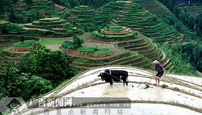 和平乡大寨村金坑梯田闹春耕.黄旭胡摄