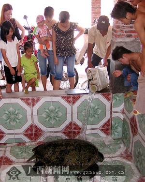 <em>东兴</em>京族三岛现大海龟 专家:海龟可能在找产卵