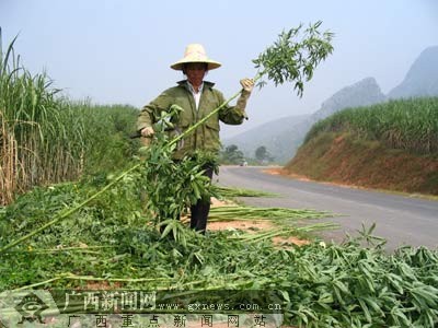 增加农民收入 宜忻公路沿线有计划种植黄麻(图)