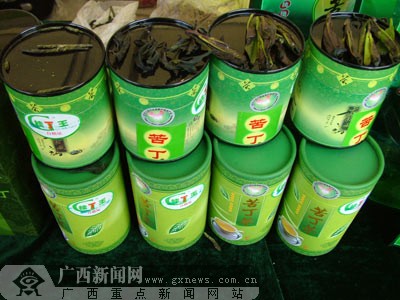 大新苦丁茶.农金鹏摄