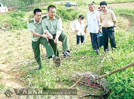 合浦白沙镇一鱼塘惊现鳄鱼 边防警民合力捕获(图)