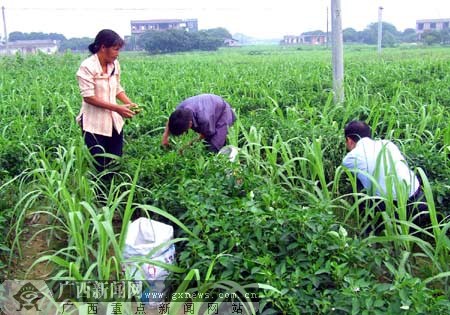 乘需而入 黄金周广西博白农民忙中有乐