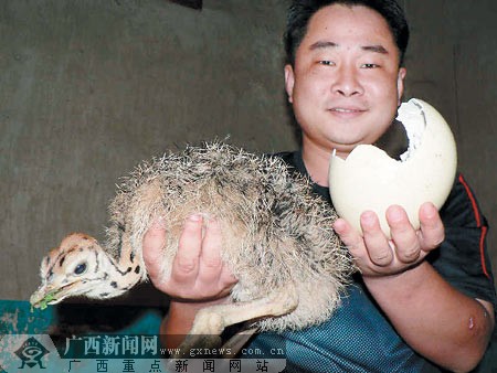 柳州市动物园在孔雀园中展出由该园成功孵化的9只非洲鸵鸟,让不少第一