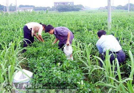 博白三滩镇GDP_博白黑皮甘蔗开砍上市