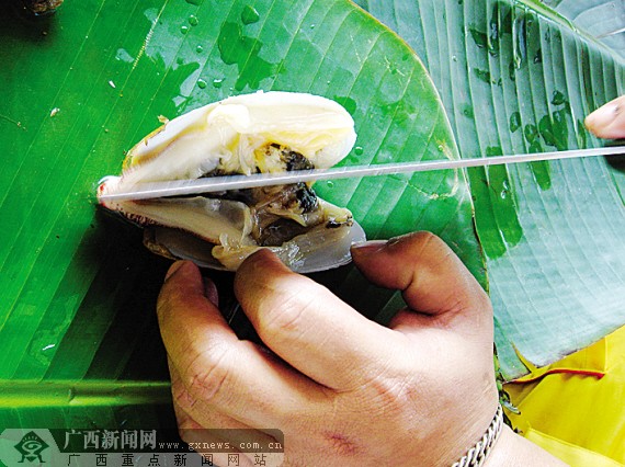 切一刀,将蚌肉一分为二。 形似象拔蚌的象拔蚌仔虽然个头比较小,但清甜多肉,口感鲜嫩而且价钱相比也便宜一大截,因此日渐成为海鲜市场上的抢手货。但这长着“长鼻子”的蚌仔不仅背着个壳,而且肉上还长了一层又脏又硬的老皮,这让人们处理起来手足无措。 解决步骤: 1.