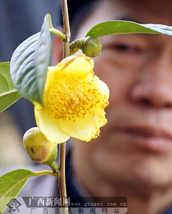 (通讯员梁富盈)笔者在广西防城港市上思县十万大山金花茶种植场采访时