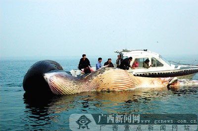 合浦渔民海上拖回一头死巨鲸 将制成骨骼标本(图)