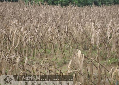 柳州市粮油作物遭受洪灾危害最重 农业局派出