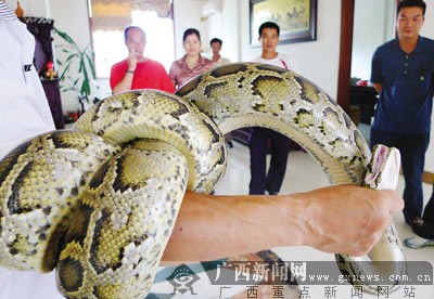 大蟒蛇觅食被擒 好心人花钱解救