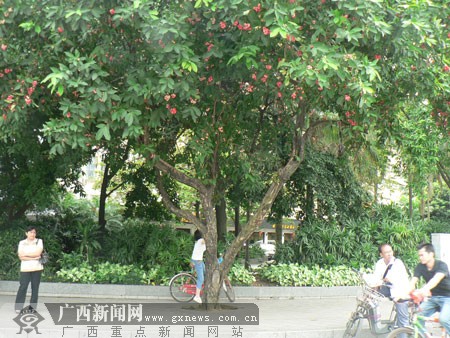 南宁街头:莲雾红了 路人乐了(图)