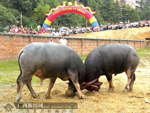 柳州三江东方斗牛场开工