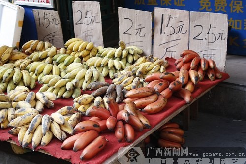 红皮香蕉摆上南宁街头 洋水果本土化移植成功|手机广西网