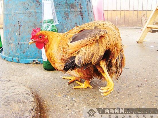 南宁一市场发现"四脚鸡 主人刀下救鸡作铺面代言