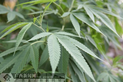 [原创]巴马杂粮吃上瘾 香猪近亲杂交肉嫩(图)