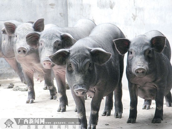 德保黑猪来到南宁 猪肉"土洋之争"凸显基因之重-广西新闻网