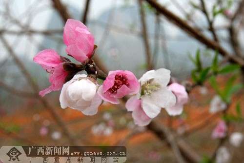 桃花花蕾含苞待放.广西新闻网记者 陶媛摄